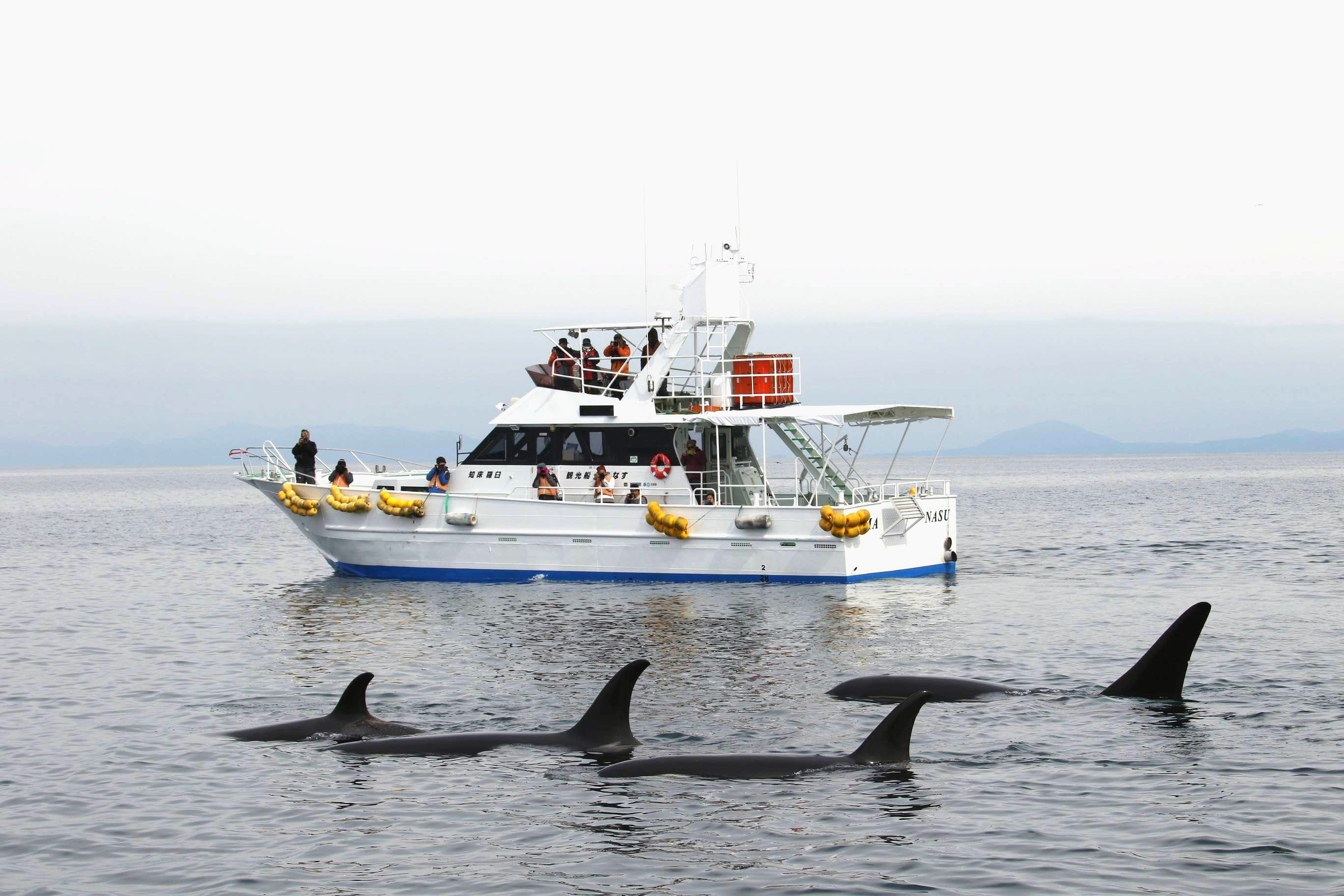 ホエールウォッチング 北海道 知床 羅臼観光船 はまなす ブログ