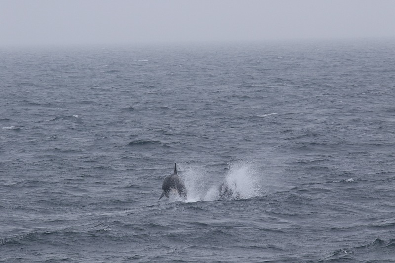 ホエールウォッチング 北海道 知床 羅臼観光船 はまなす ブログ