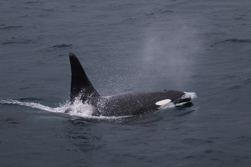 波乗り ホエールウォッチング 北海道 知床 羅臼観光船 はまなす ブログ