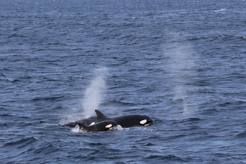 ホエールウォッチング 北海道 知床 羅臼観光船 はまなす ブログ